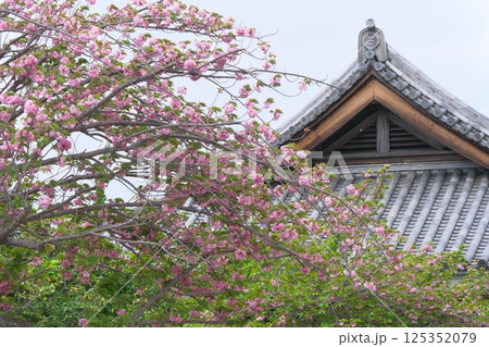 遊行寺宝物館と八重桜 遊行寺宝物館と八重桜 125352079