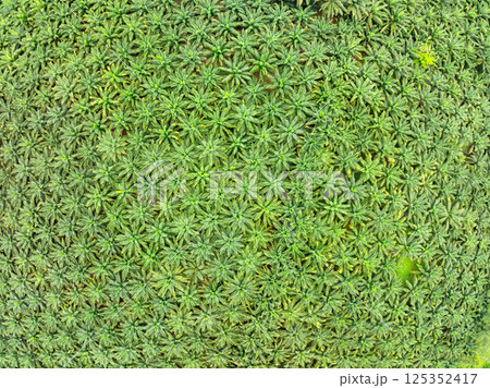 Top view Palm trees plantation forest beautiful green nature background Top view Palm trees plantation forest beautiful green nature background 125352417