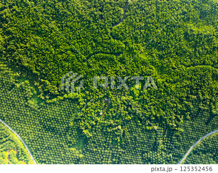 Top view Palm trees plantation forest beautiful green nature background 125352456