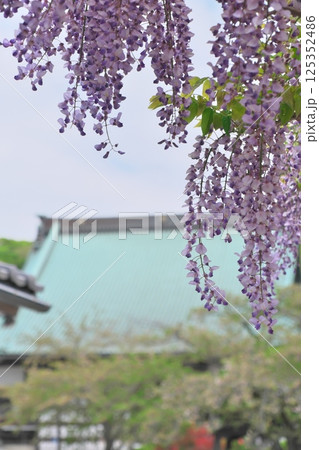藤の花と遊行寺本堂の大屋根 125352486