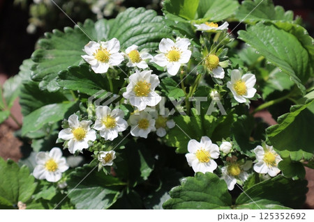 鉢植えのイチゴの花がたくさん咲いた 鉢植えのイチゴの花がたくさん咲いた 125352692