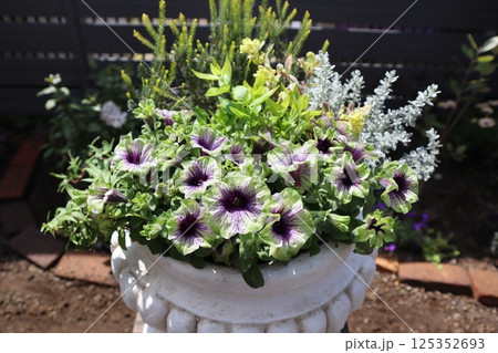 おしゃれな花色ペチュニアの寄せ植え おしゃれな花色ペチュニアの寄せ植え 125352693