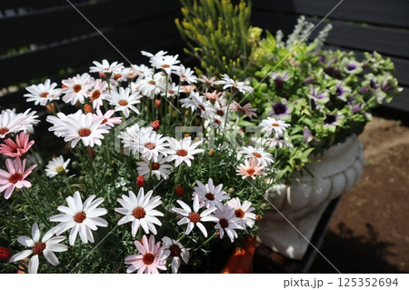 ローダンセマムとペチュニアの寄せ鉢 125352694