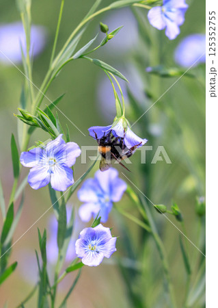 北海道当別町、澄んだブルーの花を咲かせる亜麻とミツバチ【7月】 125352755