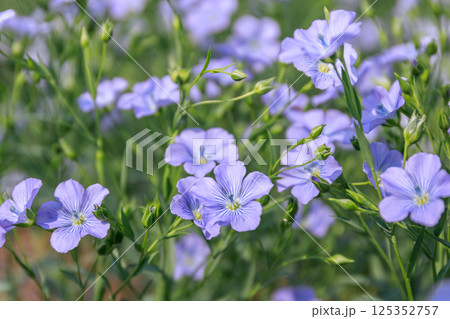 北海道当別町、澄んだブルーの花を咲かせる亜麻【7月】 125352757