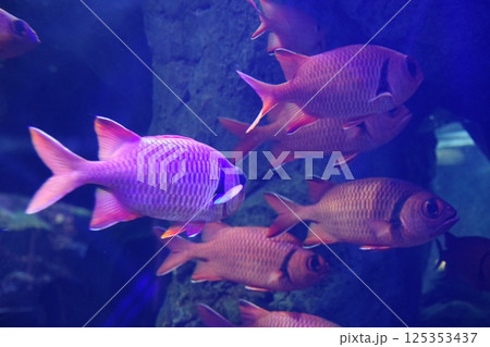 アカマツカサ 125353437