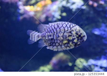 マツカサウオ 125353444