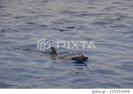 海面から顔を出すマダライルカ 海面から顔を出すマダライルカ 125353449