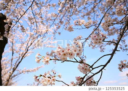 川沿いのさくら 125353525