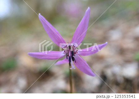 カタクリの花 カタクリの花 125353541