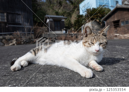 道端でくつろぐ猫 125353554
