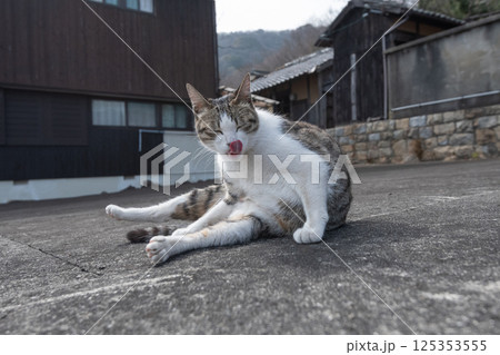 道端でくつろぐ猫 道端でくつろぐ猫 125353555