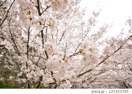 サクラ、桜 125353705