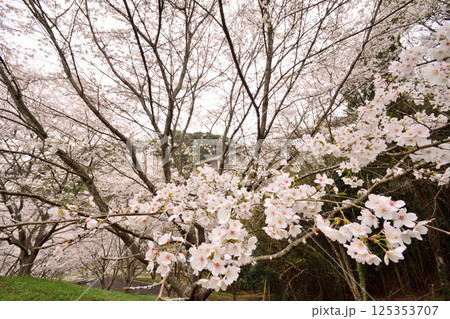 サクラ、桜 サクラ、桜 125353707