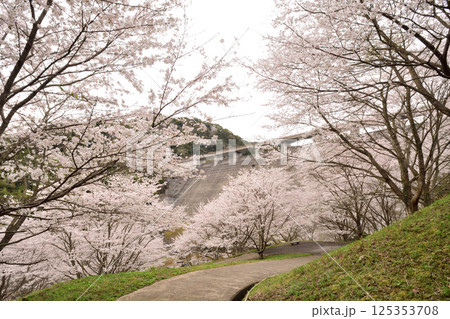 サクラ、桜 サクラ、桜 125353708