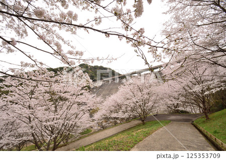 サクラ、桜 125353709