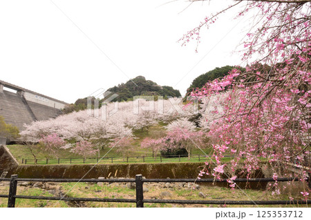 サクラ、桜、シダレザクラ、枝垂れ桜 125353712