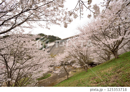 サクラ、桜 サクラ、桜 125353718