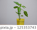 パプリカ苗木 125353743