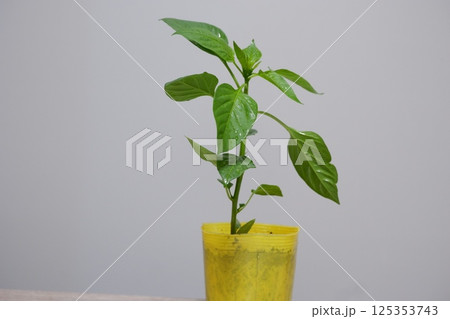 パプリカ苗木 パプリカ苗木 125353743