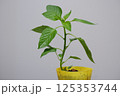 パプリカの苗木 125353744