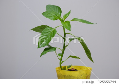 パプリカの苗木 パプリカの苗木 125353744