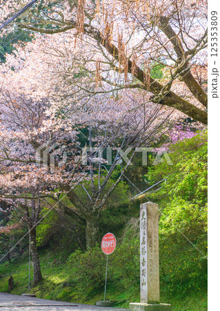美しい吉野山　桜　史跡名勝の石碑　奈良県 125353809
