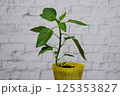 パプリカ苗木　レンガ背景 125353827
