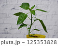パプリカの苗木　レンガ背景 125353828