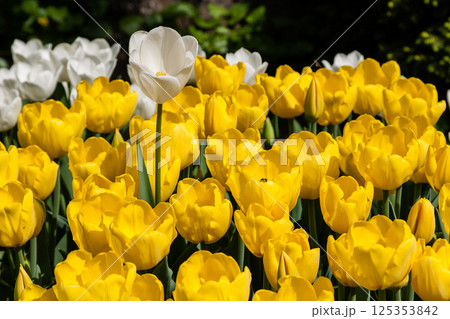 Flower beds and fields sown with colorful tulips Flower beds and fields sown with colorful tulips 125353842