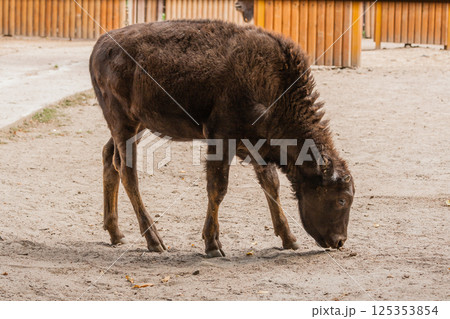 Young beautiful bison 125353854