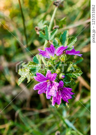 Summer field of macro flowers in close-up drops 125353862