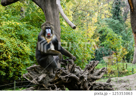 Monkey Mandrill sits on a tree Monkey Mandrill sits on a tree 125353863