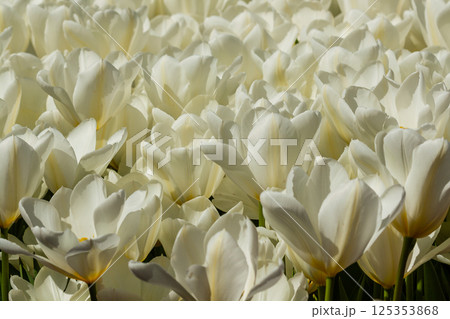 White tulips with an insect on a petal White tulips with an insect on a petal 125353868
