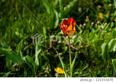 Macro of red-yellow tulips on background of green grass 125353870