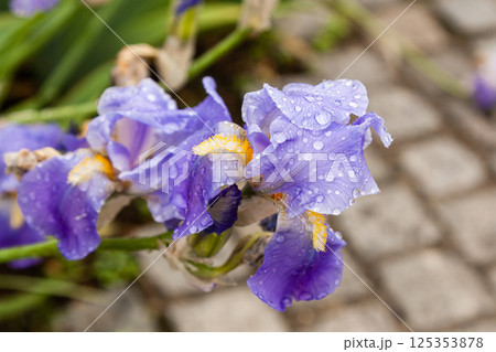 Beautiful flowers Iris with drops of water after a rain 125353878