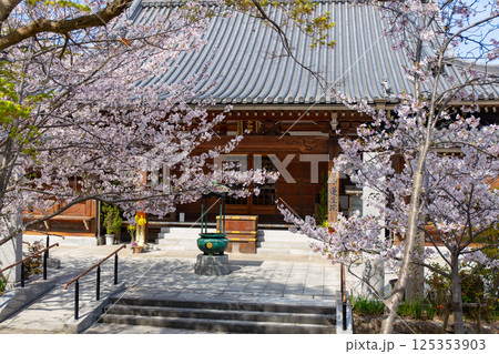 桜満開の神戸・須磨寺の蓮生院 125353903