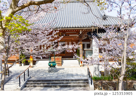 桜満開の神戸・須磨寺の蓮生院 125353905