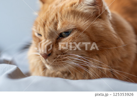 眠そうな表情の可愛い猫　茶トラ猫 125353926