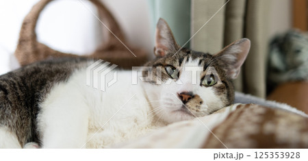 窓辺でくつろぐ猫 キジトラ白 窓辺でくつろぐ猫 キジトラ白 125353928