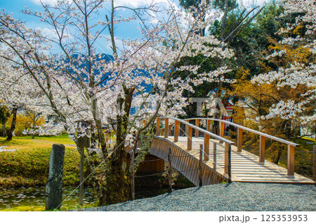 【京都風景】大覚寺　大沢池の周りは桜一色 125353953