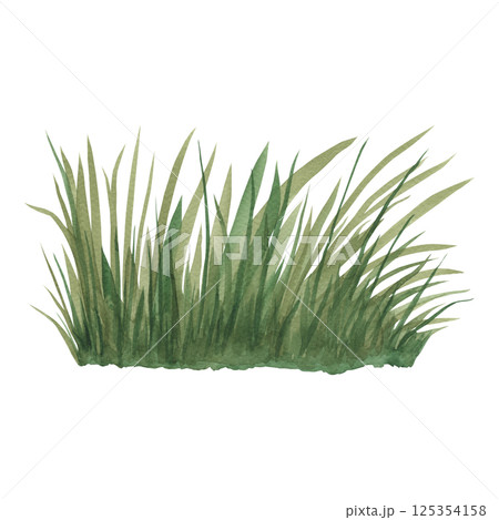 Green grass. Hand drawn watercolor illustration of lush herbs on isolated background. Element of meadow. Botanical drawing of natural plants. Perfect for sticker, greeting cards or invitations. 125354158