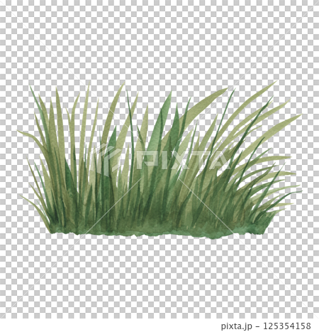 Green grass. Hand drawn watercolor illustration of lush herbs on isolated background. Element of meadow. Botanical drawing of natural plants. Perfect for sticker, greeting cards or invitations. 125354158