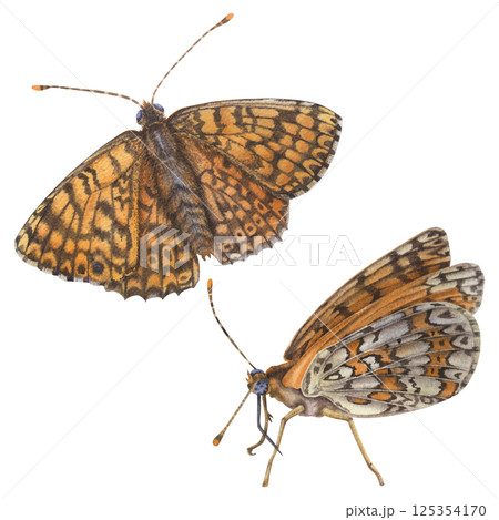 Orange butterflies. Wing underside view and open-winged of a spotted fritillary. Hand drawn watercolor illustration of spring Insect with Intricate patterns on wings on isolated background. Orange butterflies. Wing underside view and open-winged of a spotted fritillary. Hand drawn watercolor illustration of spring Insect with Intricate patterns on wings on isolated background. 125354170