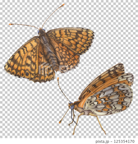 Orange butterflies. Wing underside view and open-winged of a spotted fritillary. Hand drawn watercolor illustration of spring Insect with Intricate patterns on wings on isolated background. 125354170