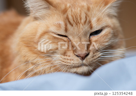 眠そうな表情の可愛い猫　茶トラ猫 125354248