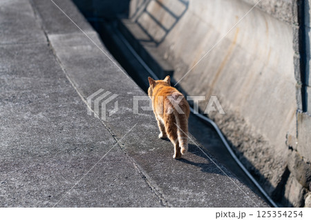 歩く猫 茶トラ猫 歩く猫 茶トラ猫 125354254