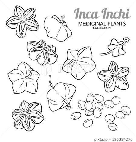 Inca Inchi Fruits and Seeds Outline Illustration 125354276