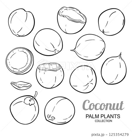 Coconut Nuts Set Outline Illustration 125354279
