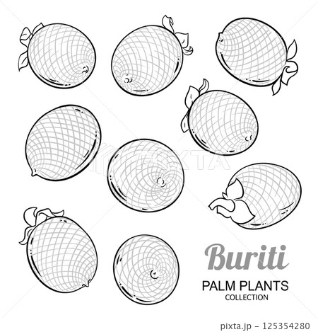 Buriti Fruit Set Outline Illustration 125354280
